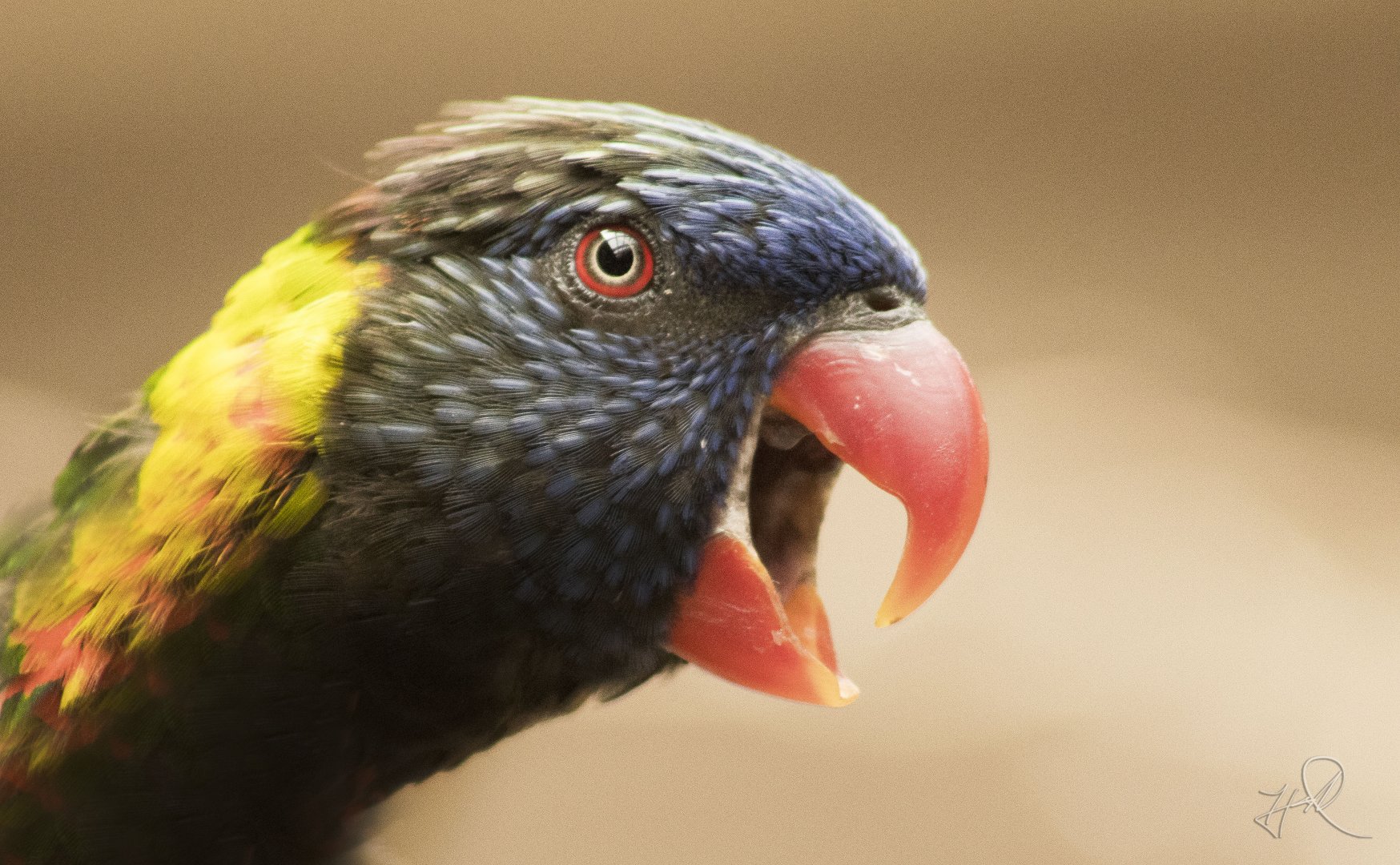 Aug. 2017 - Flights Of Fancy - A Brilliance Of Birds - Green-naped Lorikeet