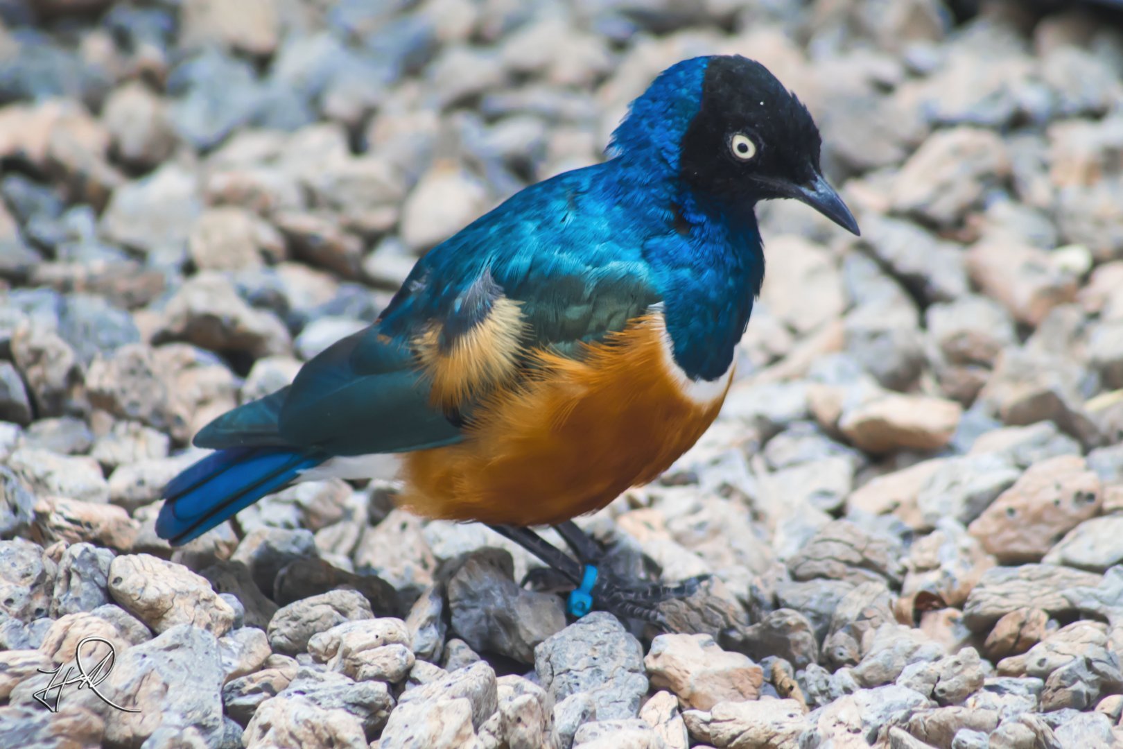 Aug. 2017 - Flights Of Fancy:  A Brilliance Of Birds - Superb Starling