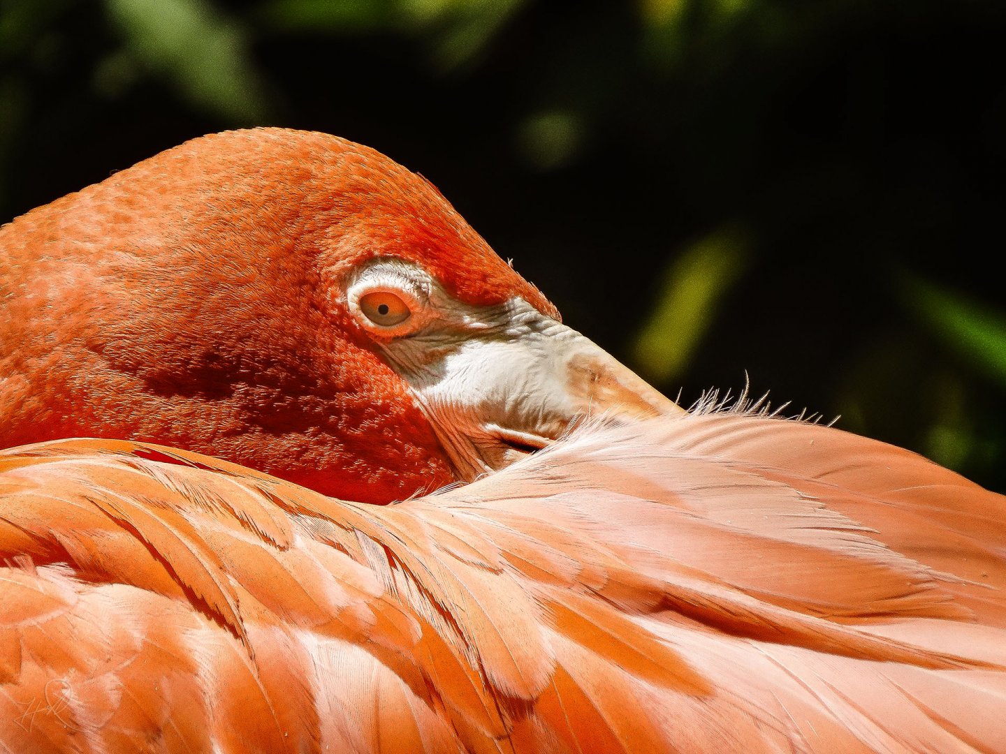 Aug. 2017 - Forest Passage - Caribbean Flamingo