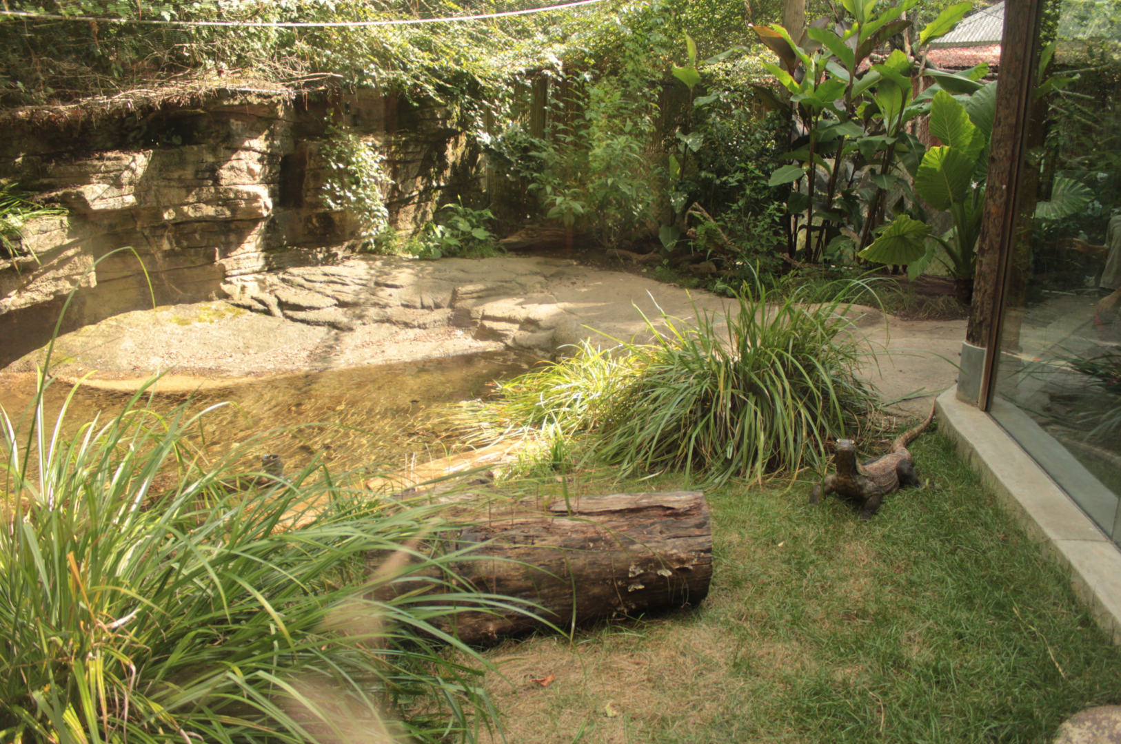 Aug. 2017 - Forest Passage - Komodo Dragon Exhibit