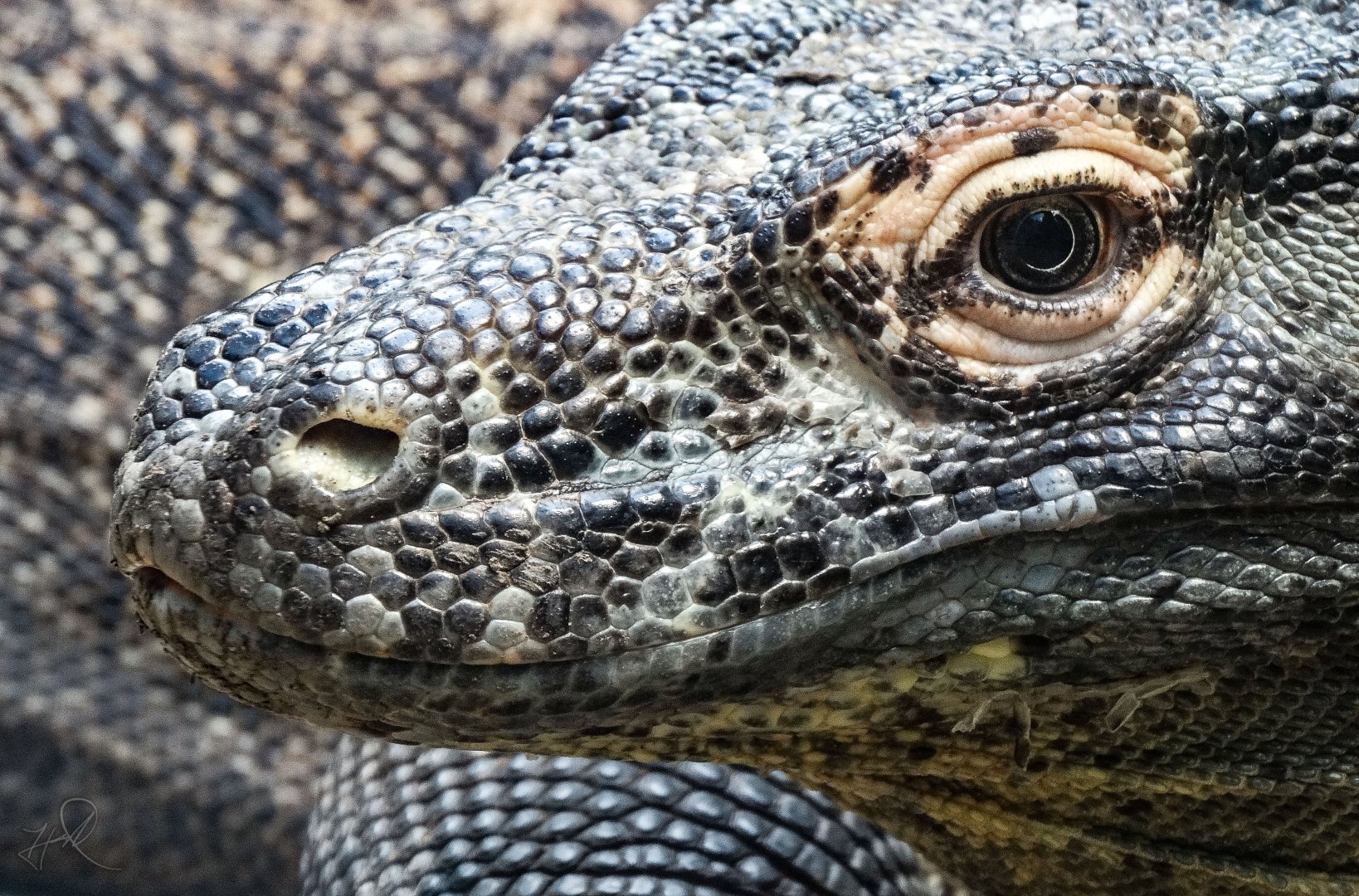 Aug. 2017 - Forest Passage - Komodo Dragon