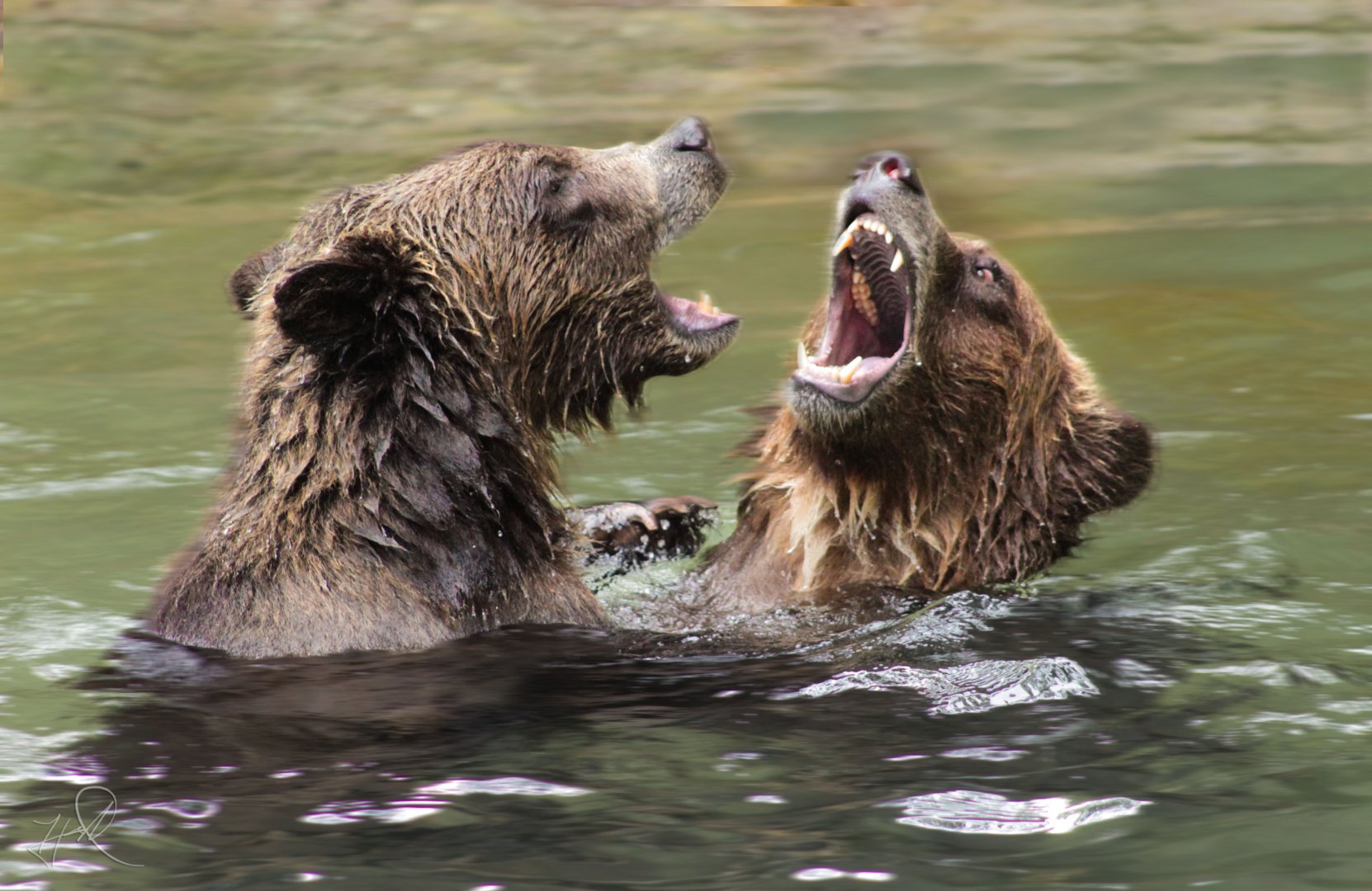 Aug. 2017 - Forests - Brown Bear Fight