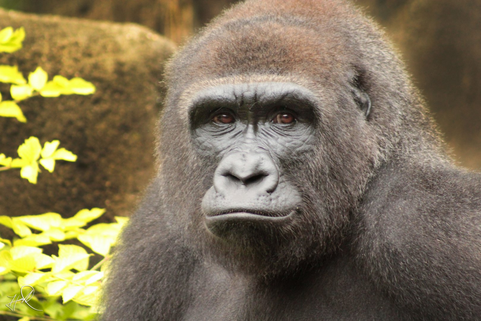 Aug. 2017 - Gorilla World - Asha