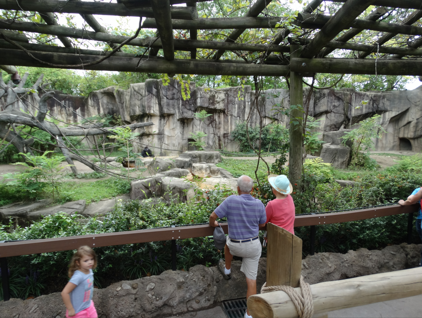 Aug. 2017 - Gorilla World - Gorilla Exhibit Viewing