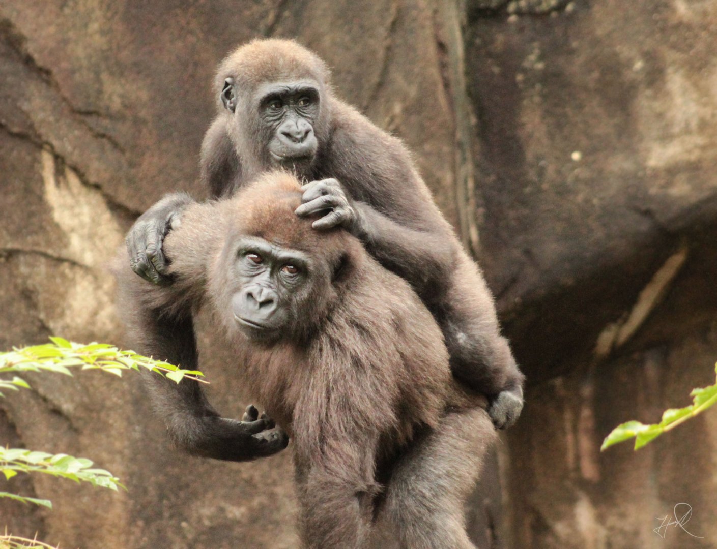 Aug. 2017 - Gorilla World - Mondika On Top of Gladys