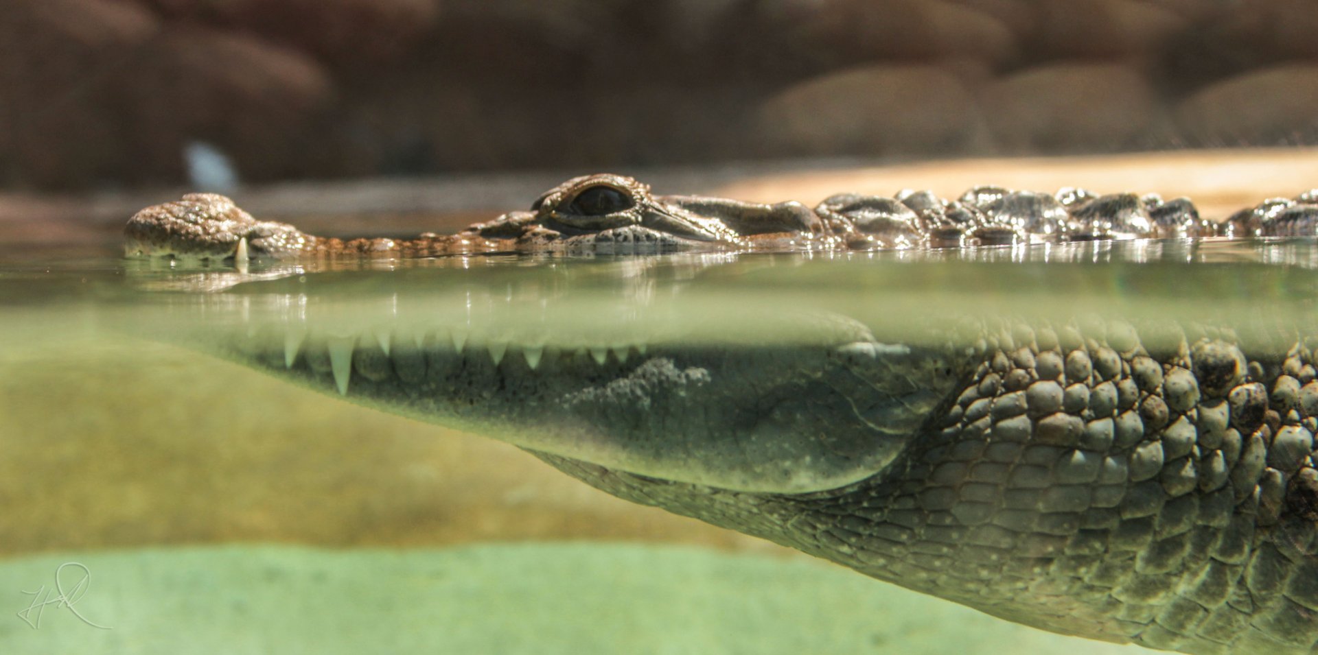Aug. 2017 - Islands - Phillipine Crocodile