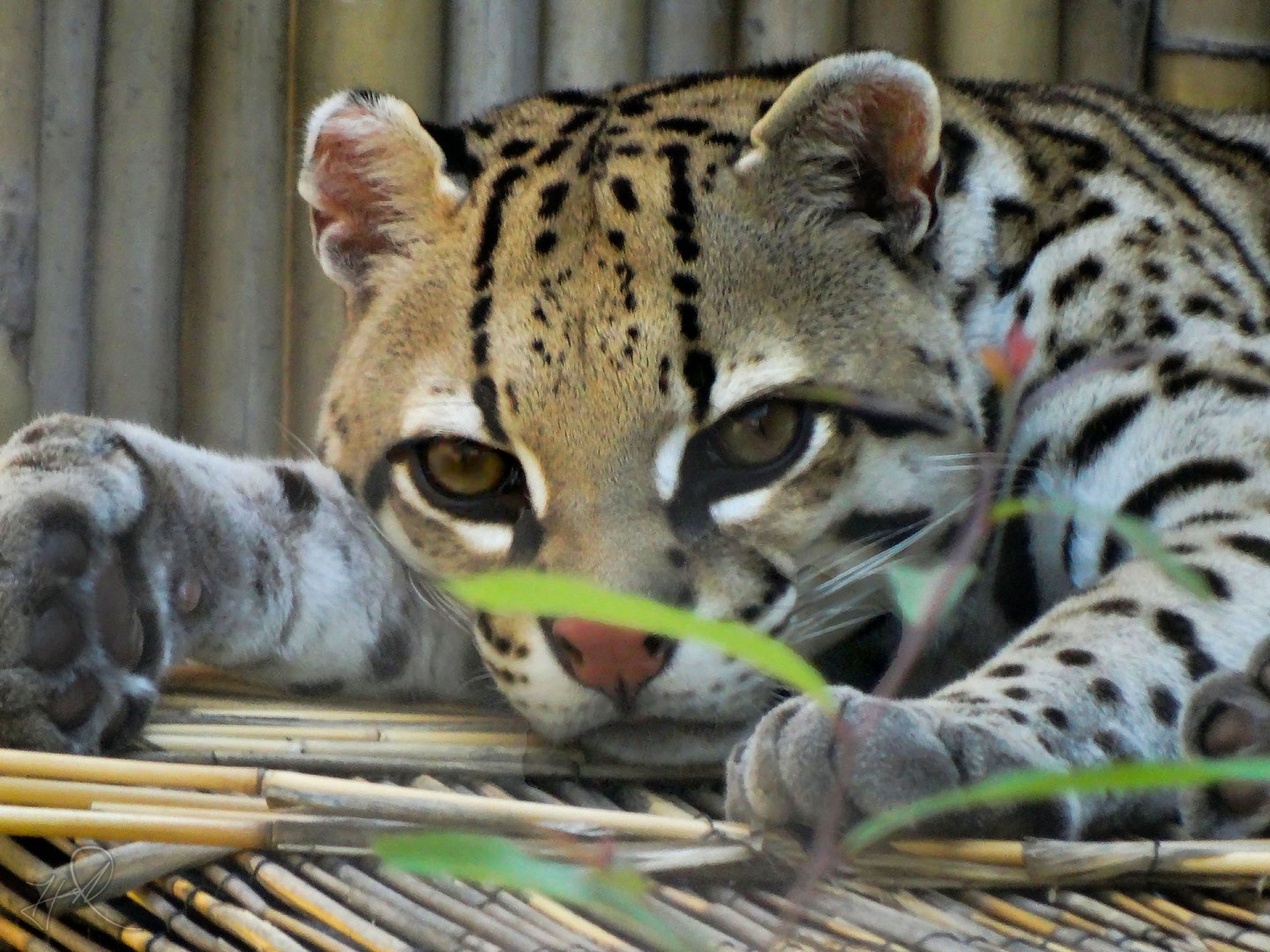 Aug. 2017 - Jungle Odyssey - Ocelot