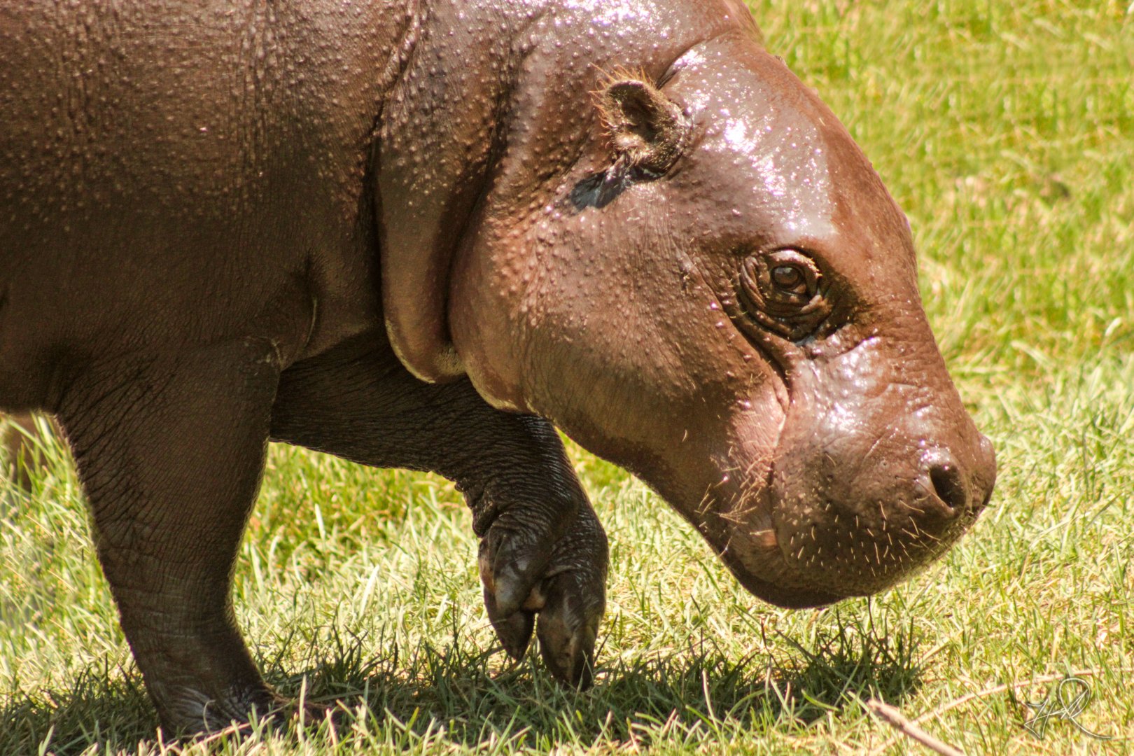 Aug. 2017 - Jungle Odyssey - Pygmy Hippo - Jahari