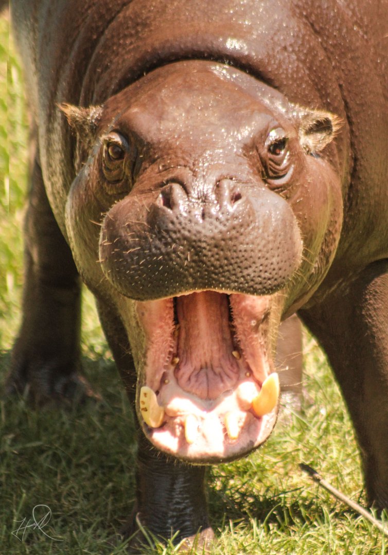 Aug. 2017 - Jungle Odyssey - Pygmy Hippo - Jahari