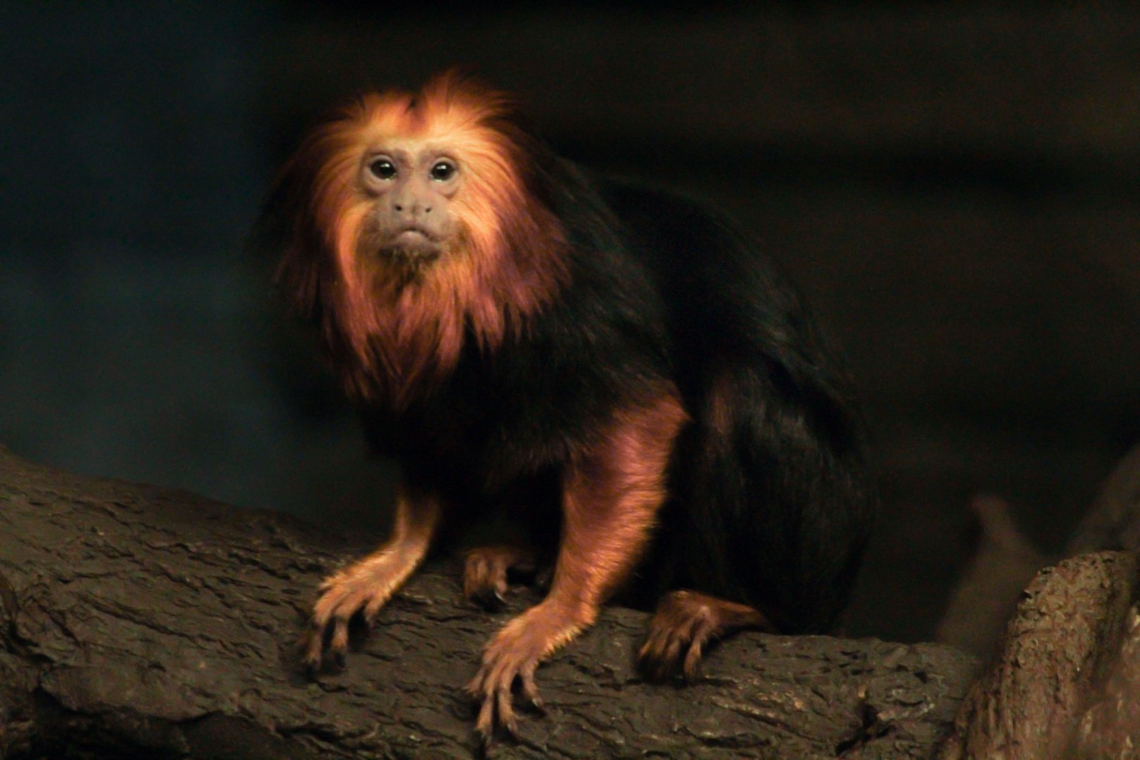 Aug. 2017 - Jungle Trails - Golden-headed Lion Tamarin