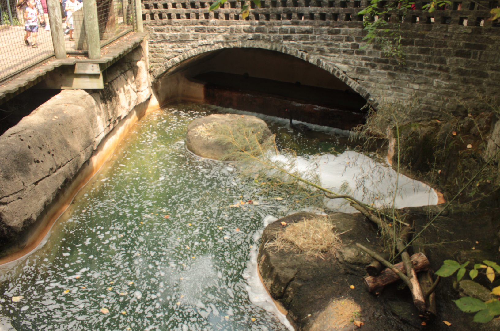 Aug. 2017 - Kids Kingdom - Beaver/Black Swan Exhibit