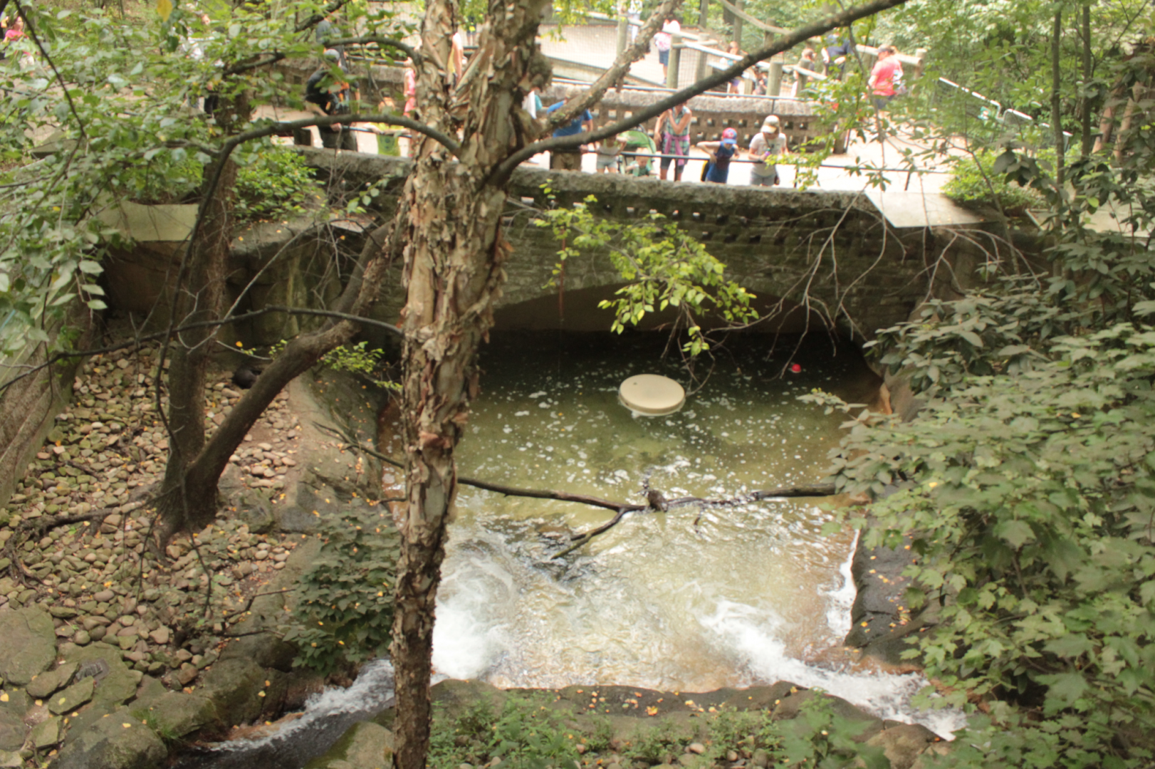 Aug. 2017 - Kids Kingdom - River Otter Exhibit