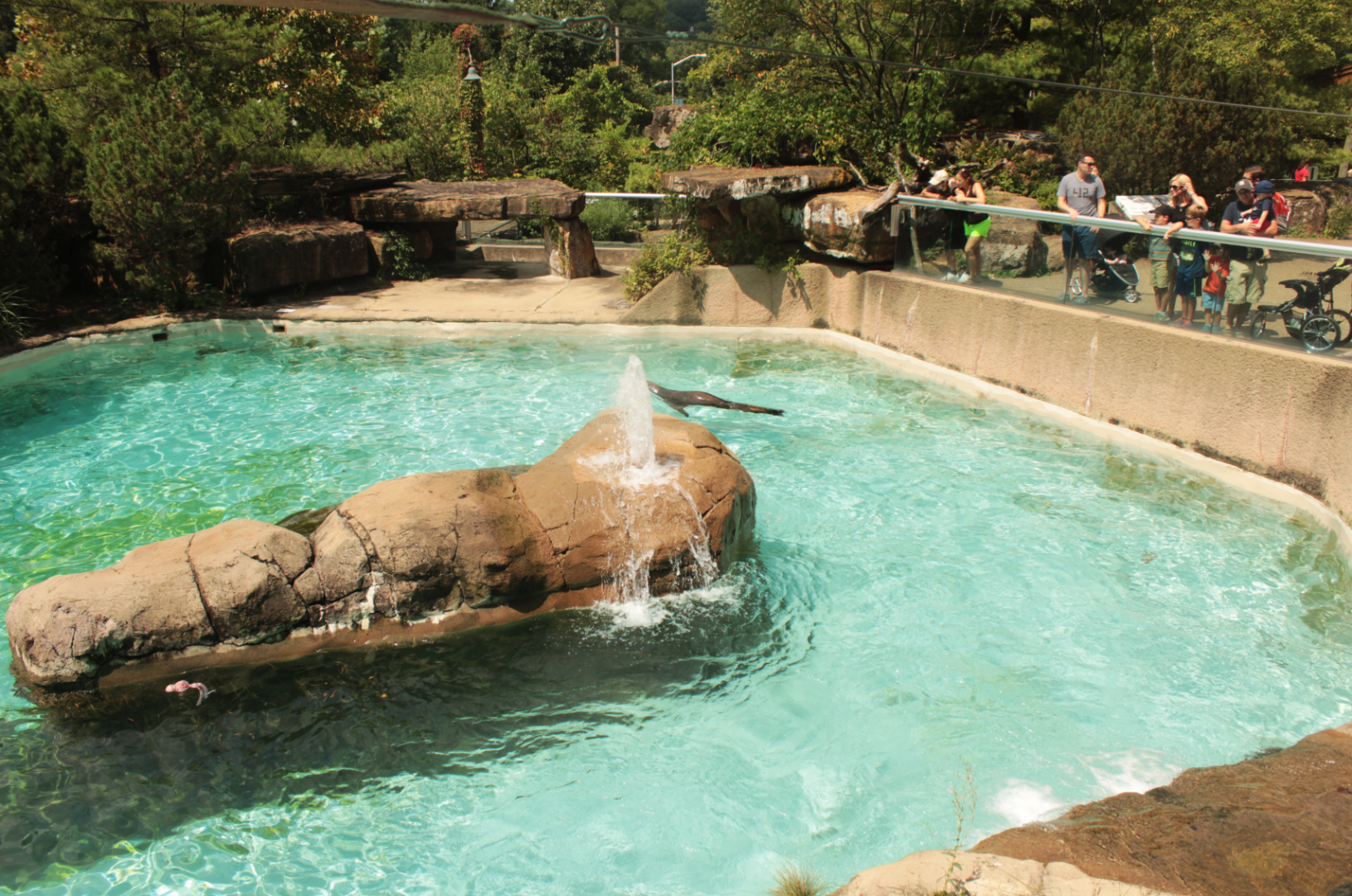 Aug. 2017 - Kids Kingdom - Sea Lion Exhibit