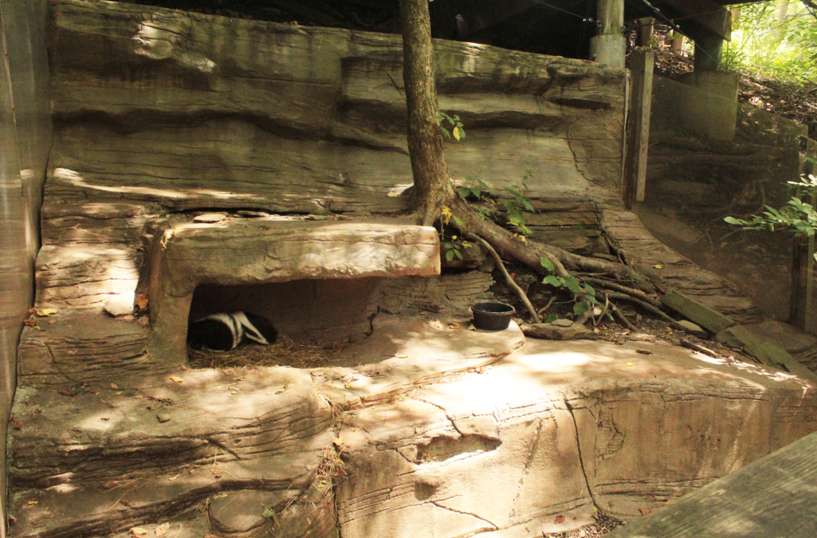 Aug. 2017 - Kids Kingdom - Striped Skunk Exhibit