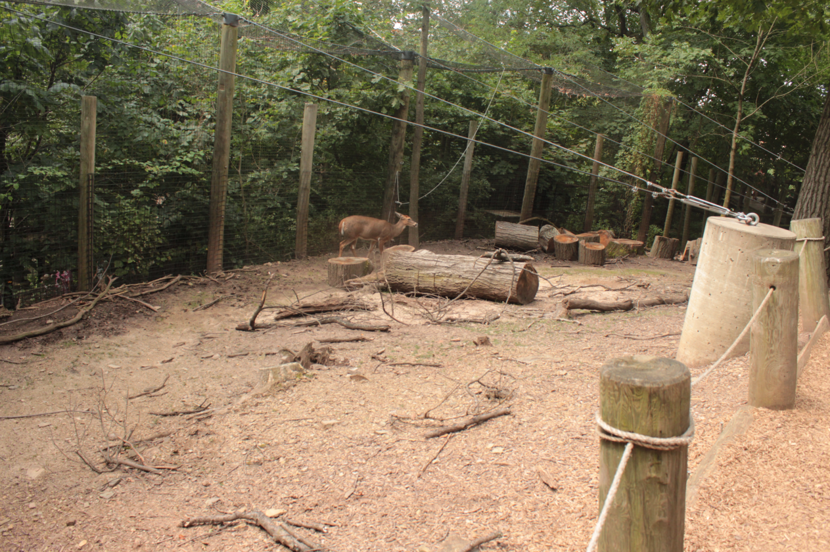 Aug. 2017 - Kids Kingdom - Walkthrough White-tailed Deer Exhibit