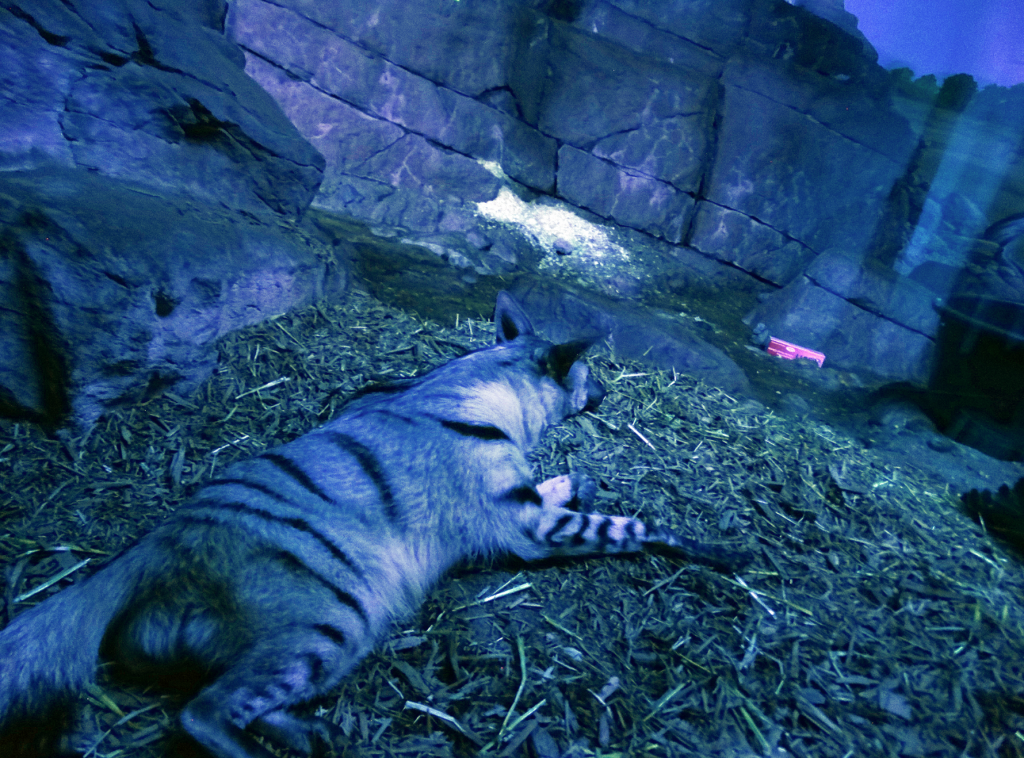 Aug. 2017 - Night Hunters - Aardwolf