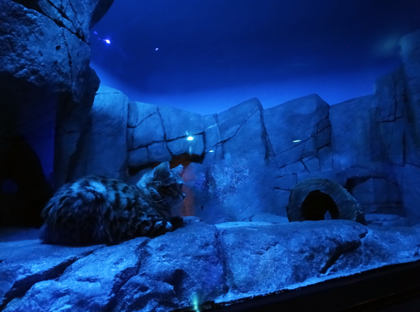 Aug. 2017 - Night Hunters - Black-footed Cat