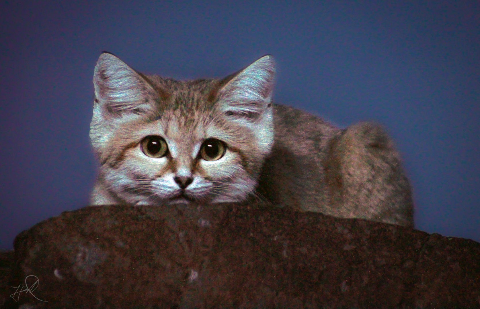 Aug. 2017 - Night Huntes - Arabian Sand Cat