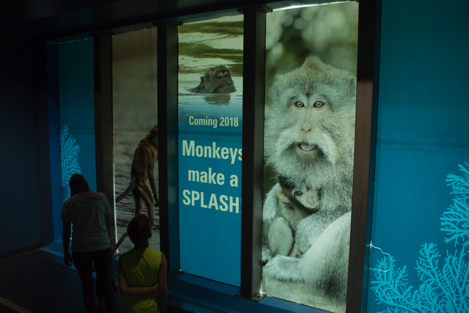 Aug. 2017 - Oceans/Marine Mammals - Macaques Replacing the Polar Bear