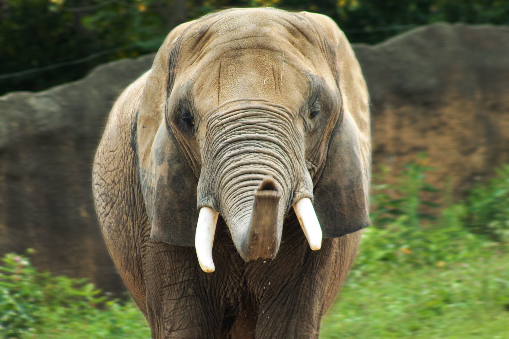 Aug. 2017 - Plains - Bush Elephant