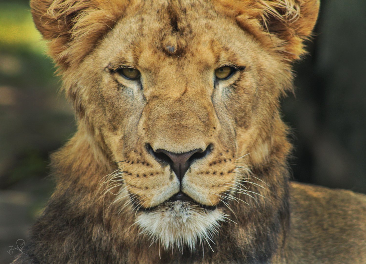 Aug. 2017 - Plains - Young Lion