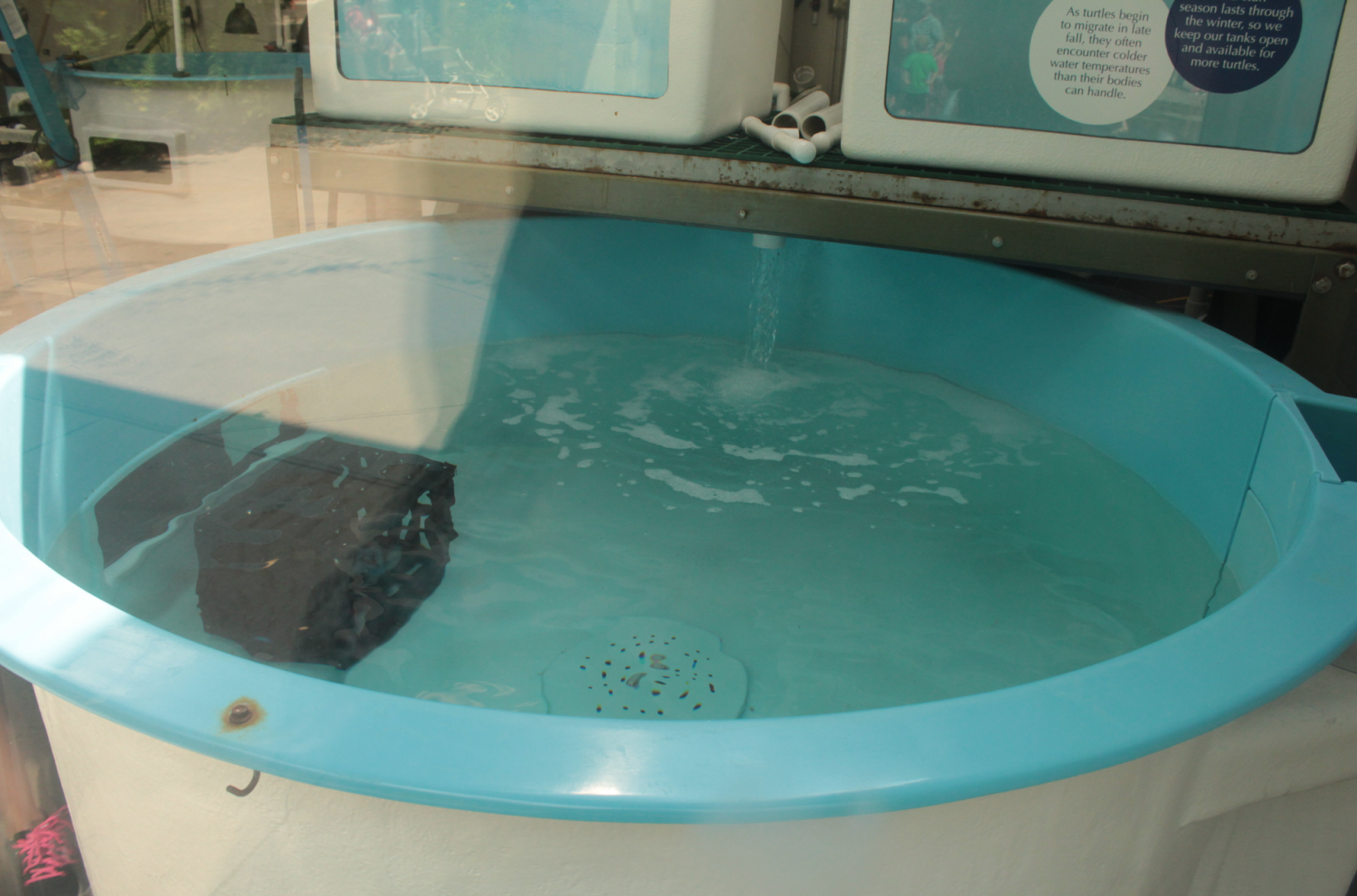 Aug. 2017 - PPG Aquarium - Baby Sea Turtle Rescue Tank