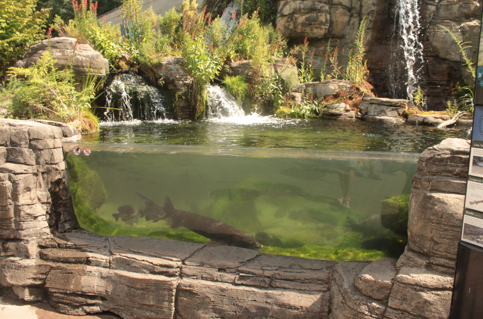 Aug. 2017 - PPG Aquarium - Lake Sturgeon/Longnose Gar/Bowfin Exhibit