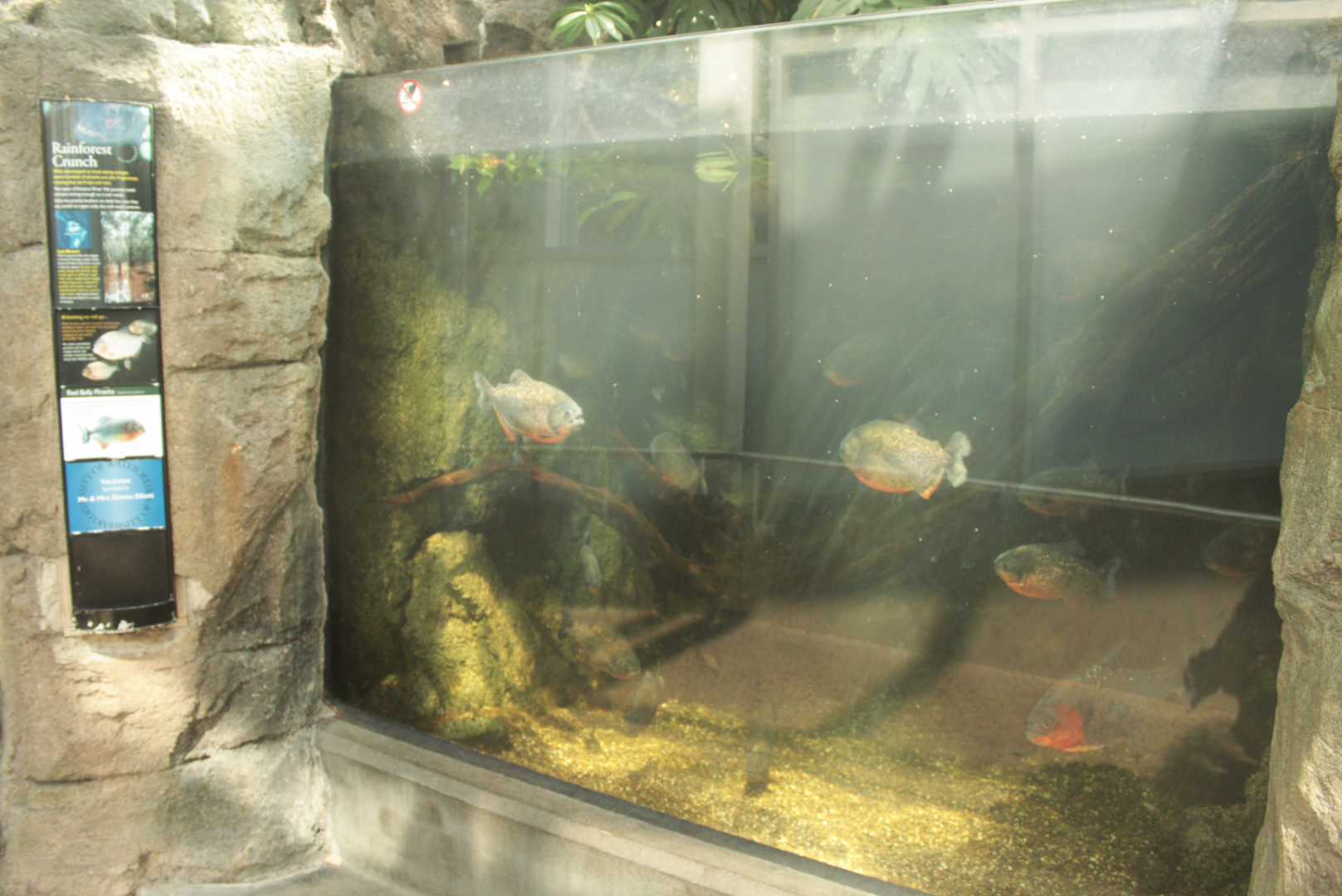 Aug. 2017 - PPG Aquarium - Piranha Tank