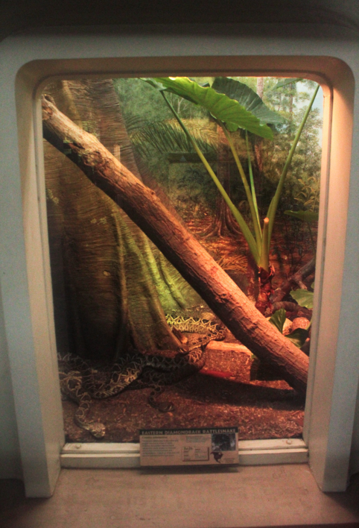 Aug. 2017 - Reptile House - Eastern Diamondback Rattlesnake Exhibit