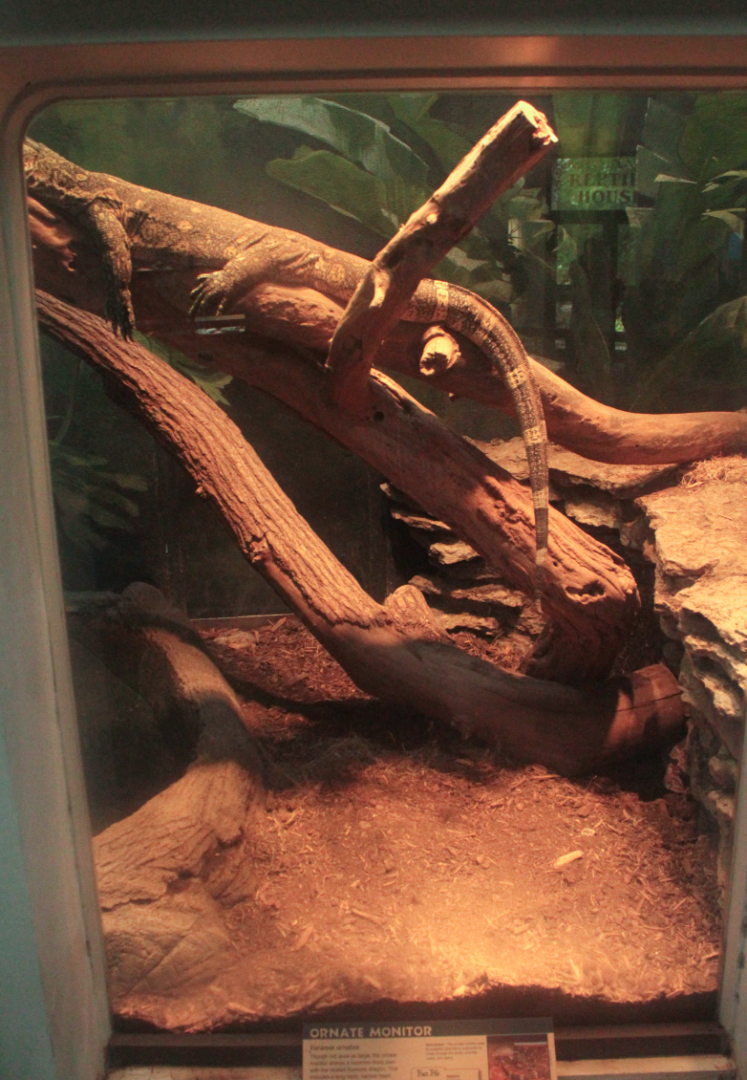 Aug. 2017 - Reptile House - Ornate Monitor Exhibit