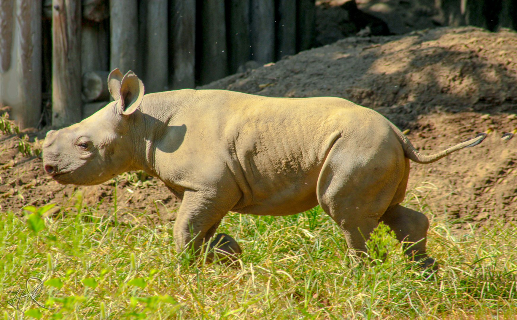 Aug. 2017 - Rhino Reserve - Kendi