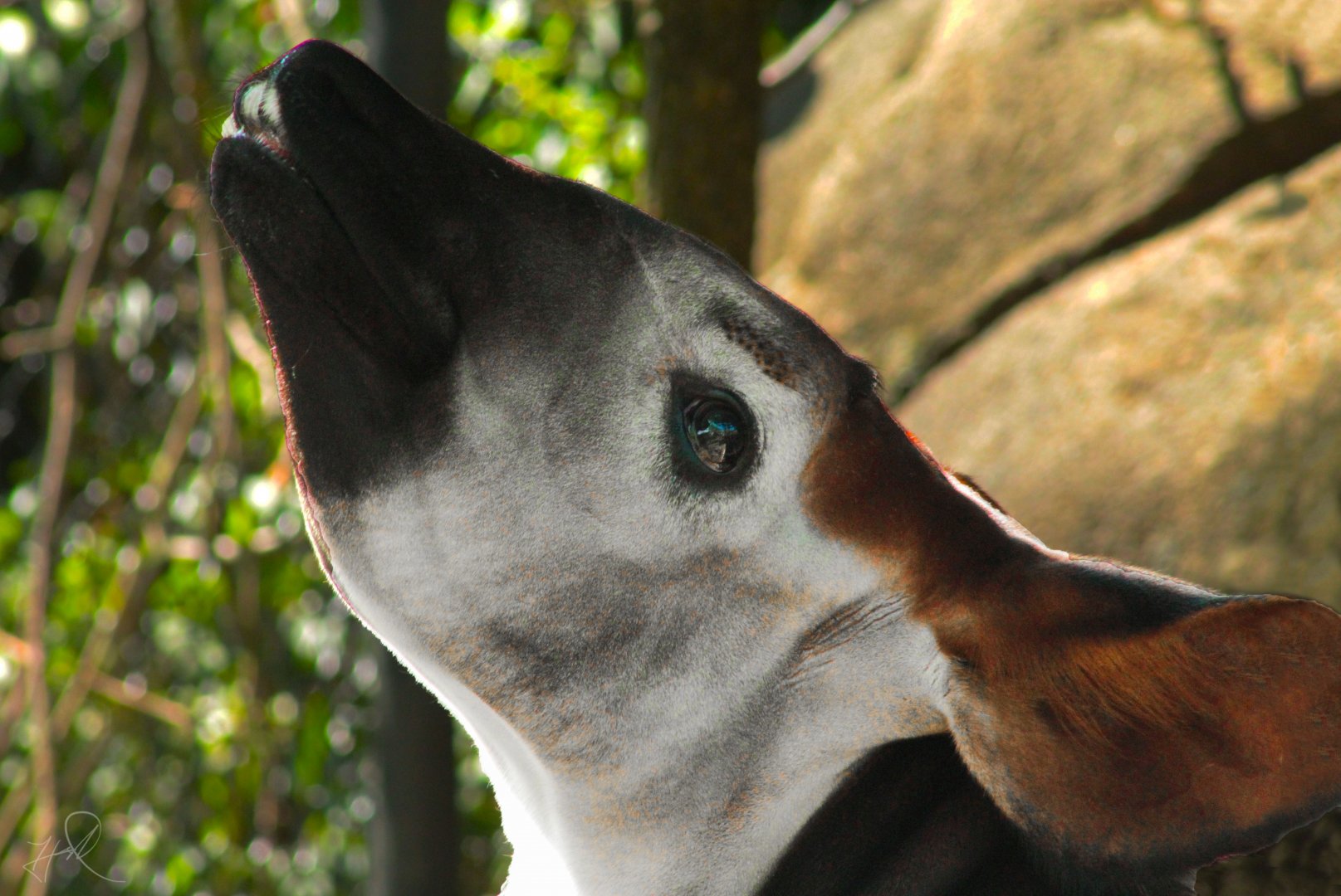 Aug. 2017 - Rhino Reserve - Moyo