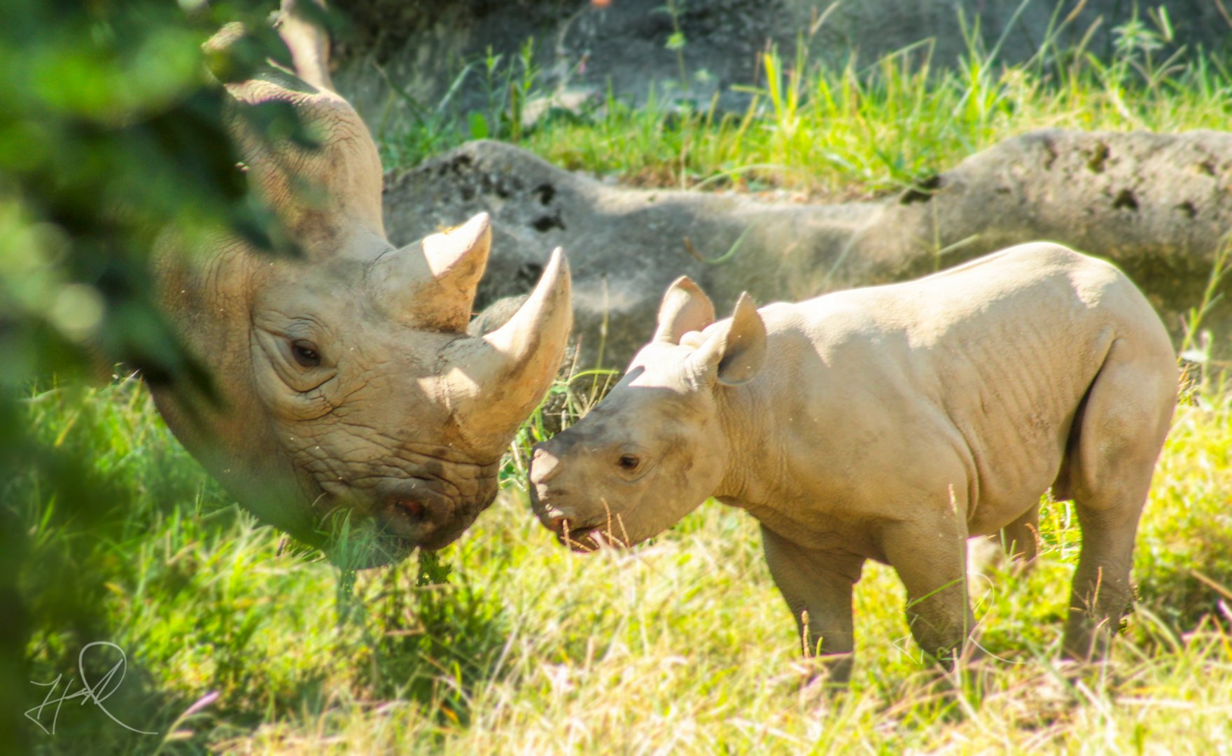 Aug. 2017 - Rhino Reserve - Seyia & Kendi