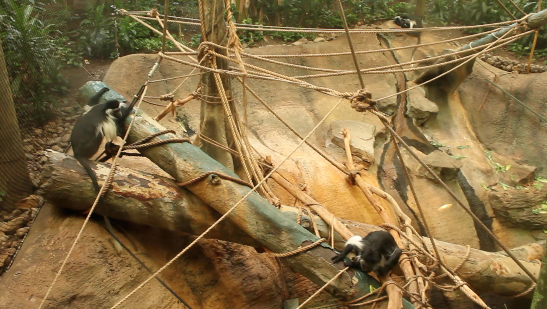 Aug. 2017 - Tropical Forest - Angolan Colobus Exhibit
