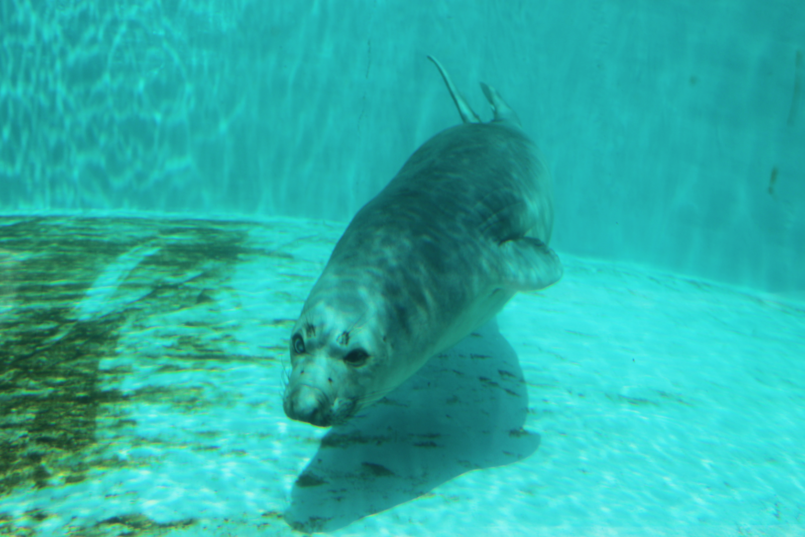 Aug. 2017 - Water's Edge - Coolio