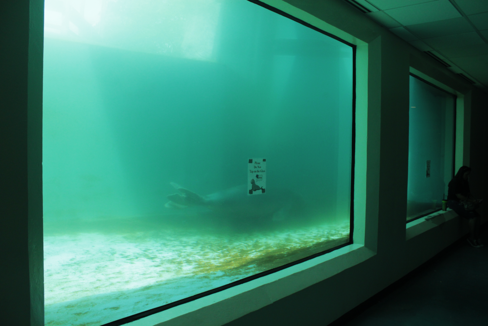 Aug. 2017 - Water's Edge - Northern Elephant Seal Exhibit