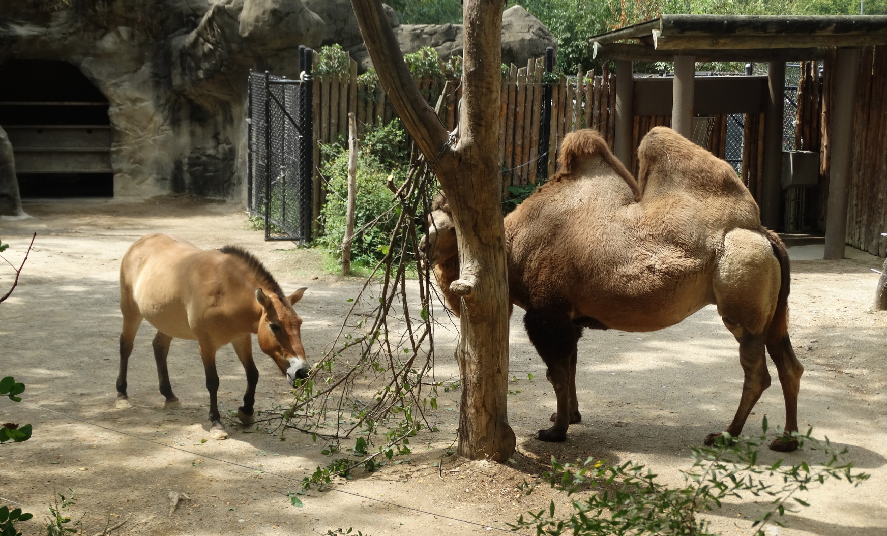 Aug. 2017 - Wildlife Canyon - Przewalski's Horse + Bactrian Camel