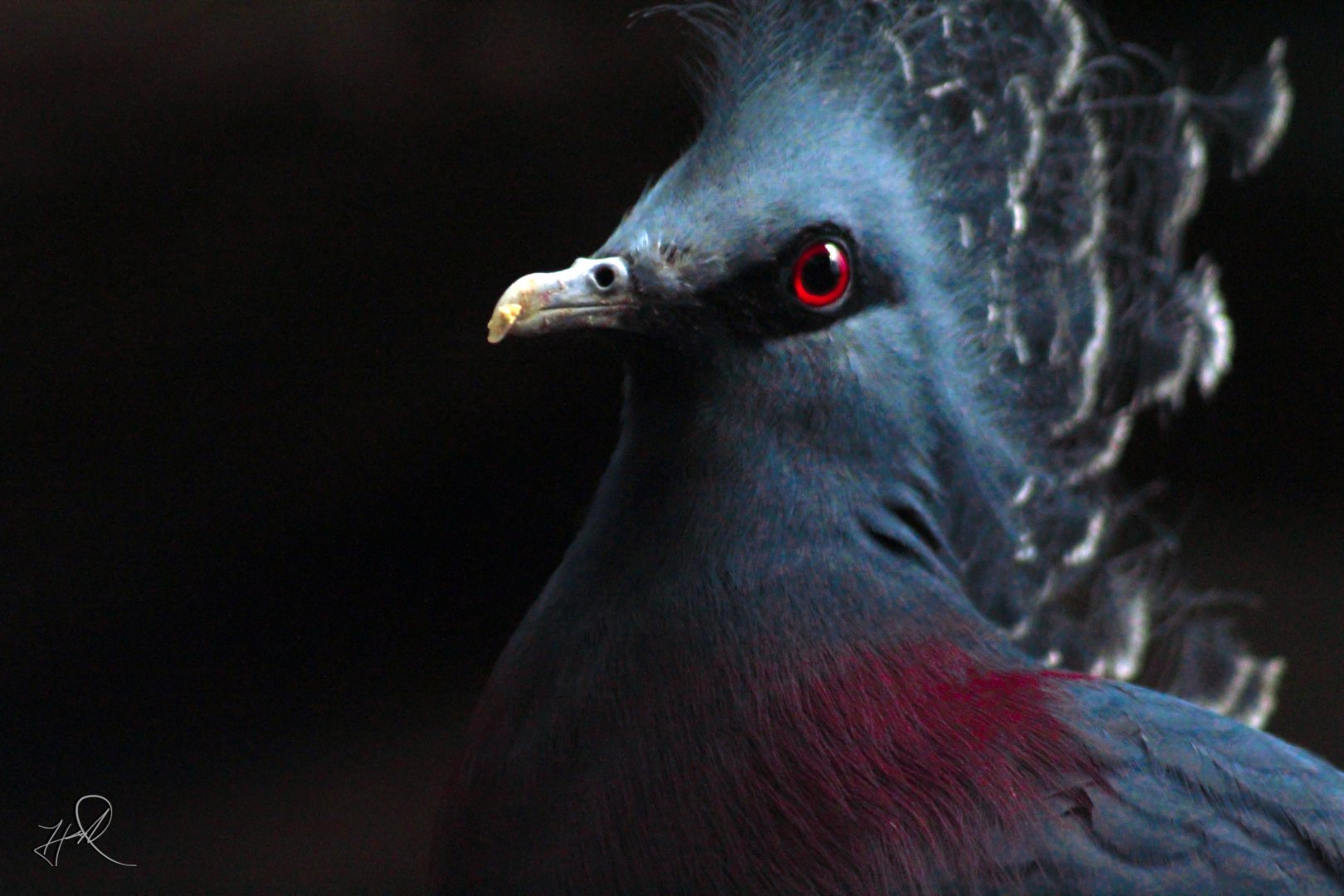 Aug. 2017 - Wings Of The Word - Victoria Crowned Pigeon