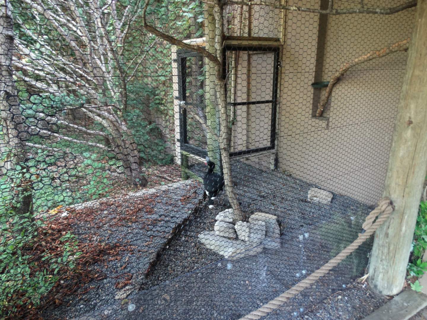 Aug. 2017 - Wings of the World - Helmeted Curassow Exhibit (Newly Placed)