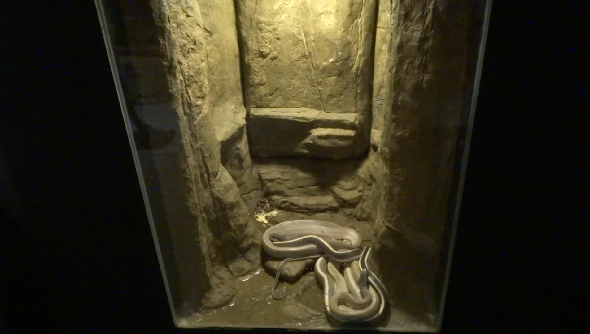 Aug. 2017 - World of Discovery - Asian Cave Snake Exhibit