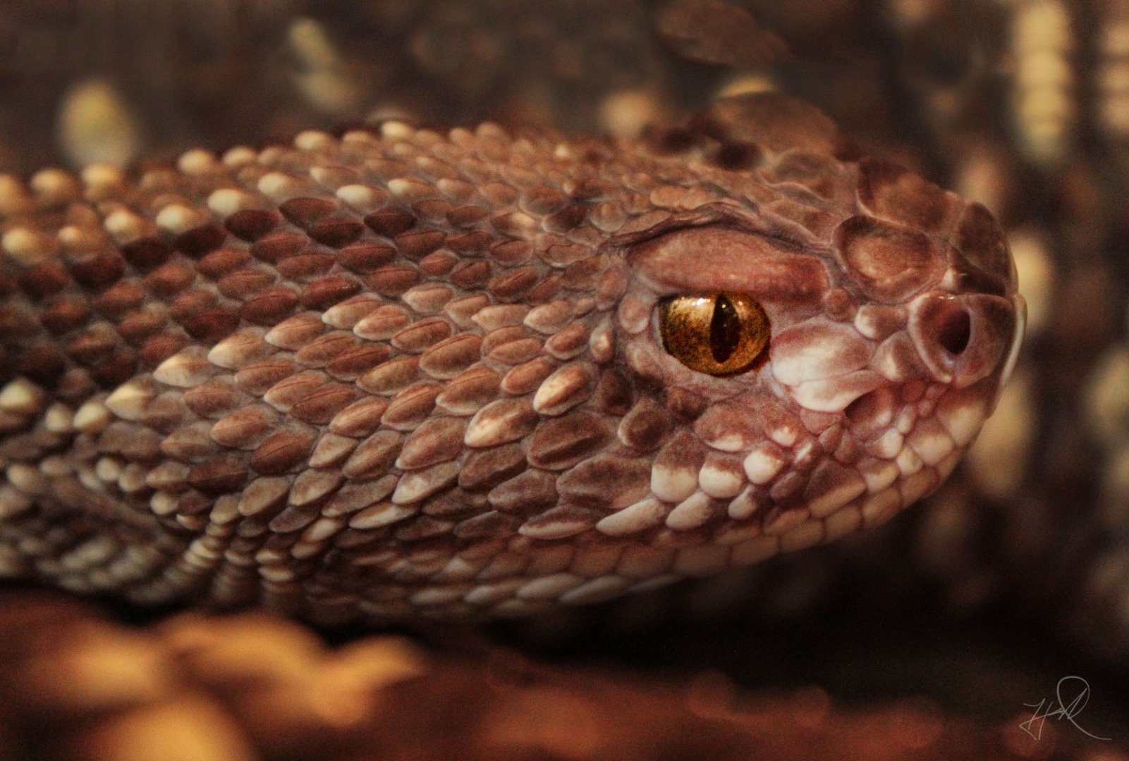 Aug. 2017 - World Of Disocvery - Neotropical Rattlesnake