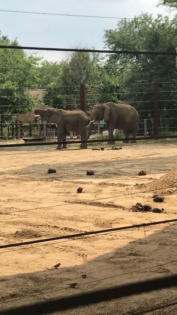 Aug. 2018 - African bush elephant