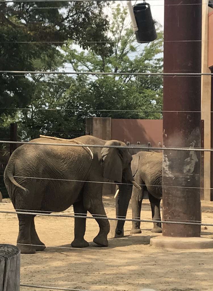 Aug. 2018 - African bush elephant