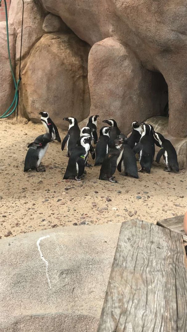 Aug. 2018 - African penguin