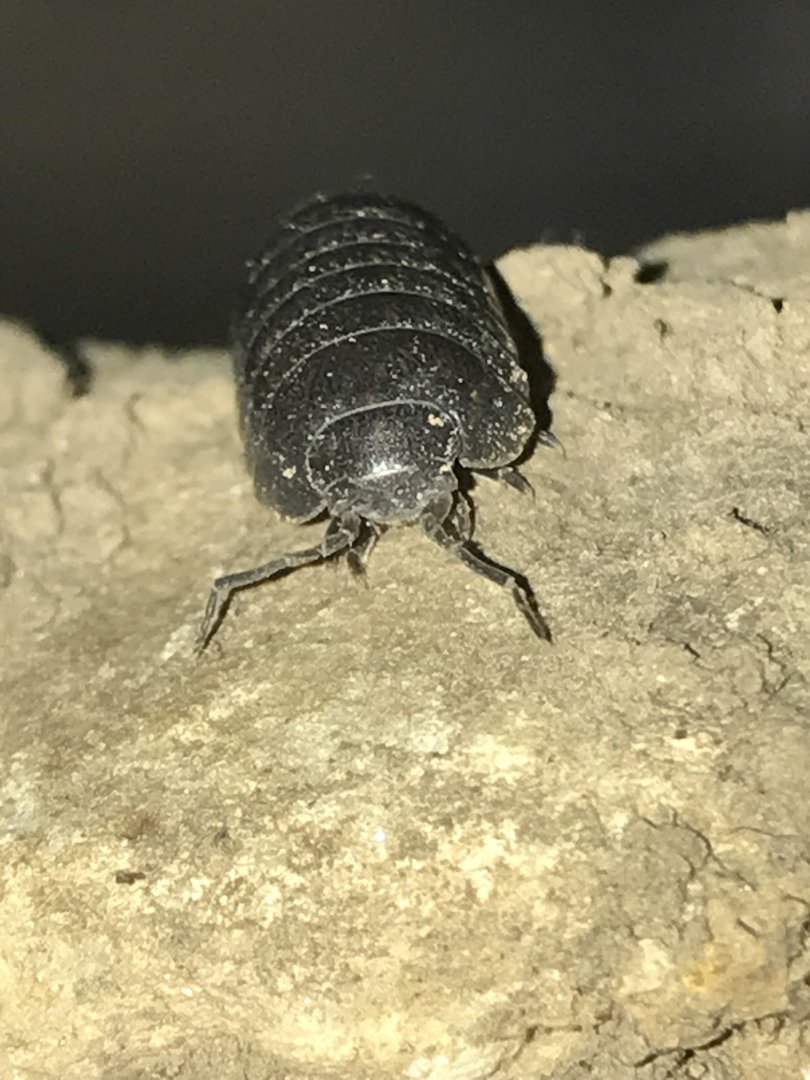 Aug. 2018- Armadillidiidae (Pill Bug)