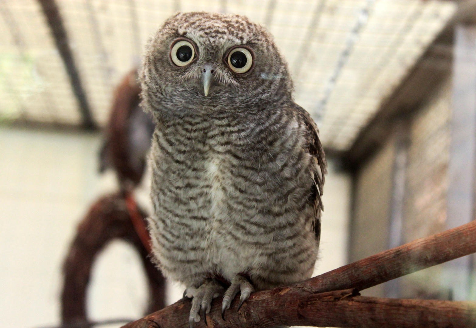 Aug. 2018 - Children's Zoo - Screech Owl Chick
