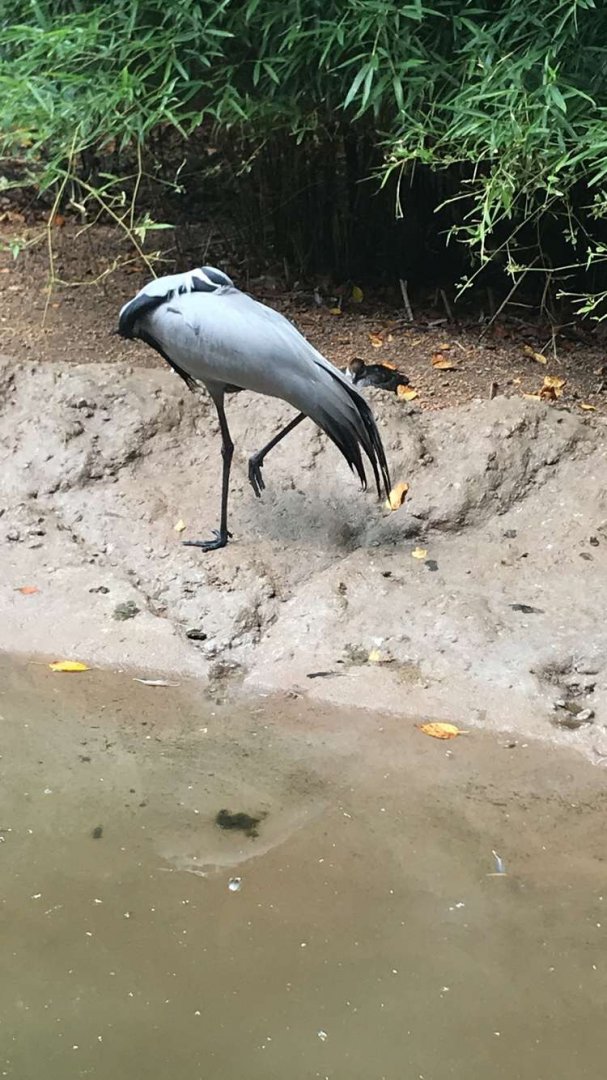 Aug. 2018 - Demoiselle crane