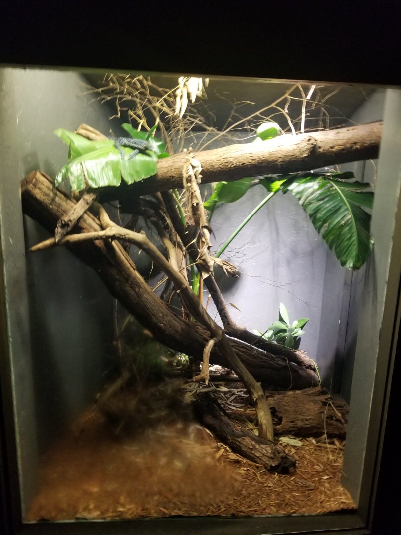 Aug. 2018 - Dragons! - Blue Tree Monitor Exhibit