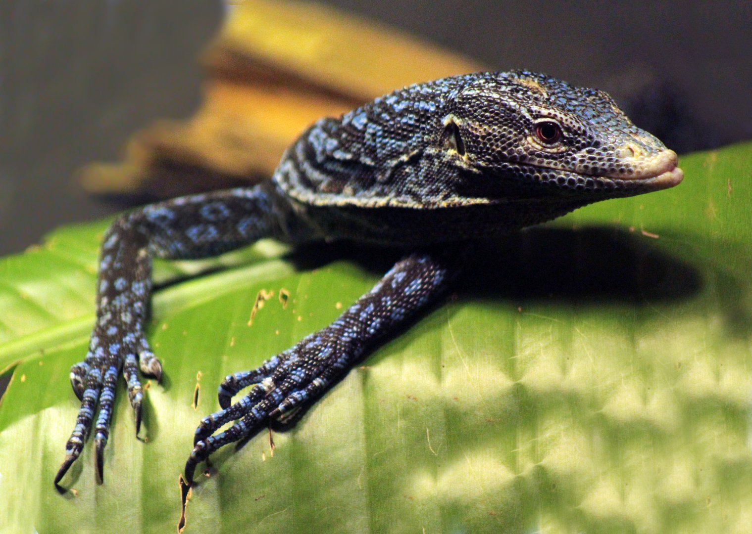 Aug. 2018 - Dragons! - Blue Tree Monitor