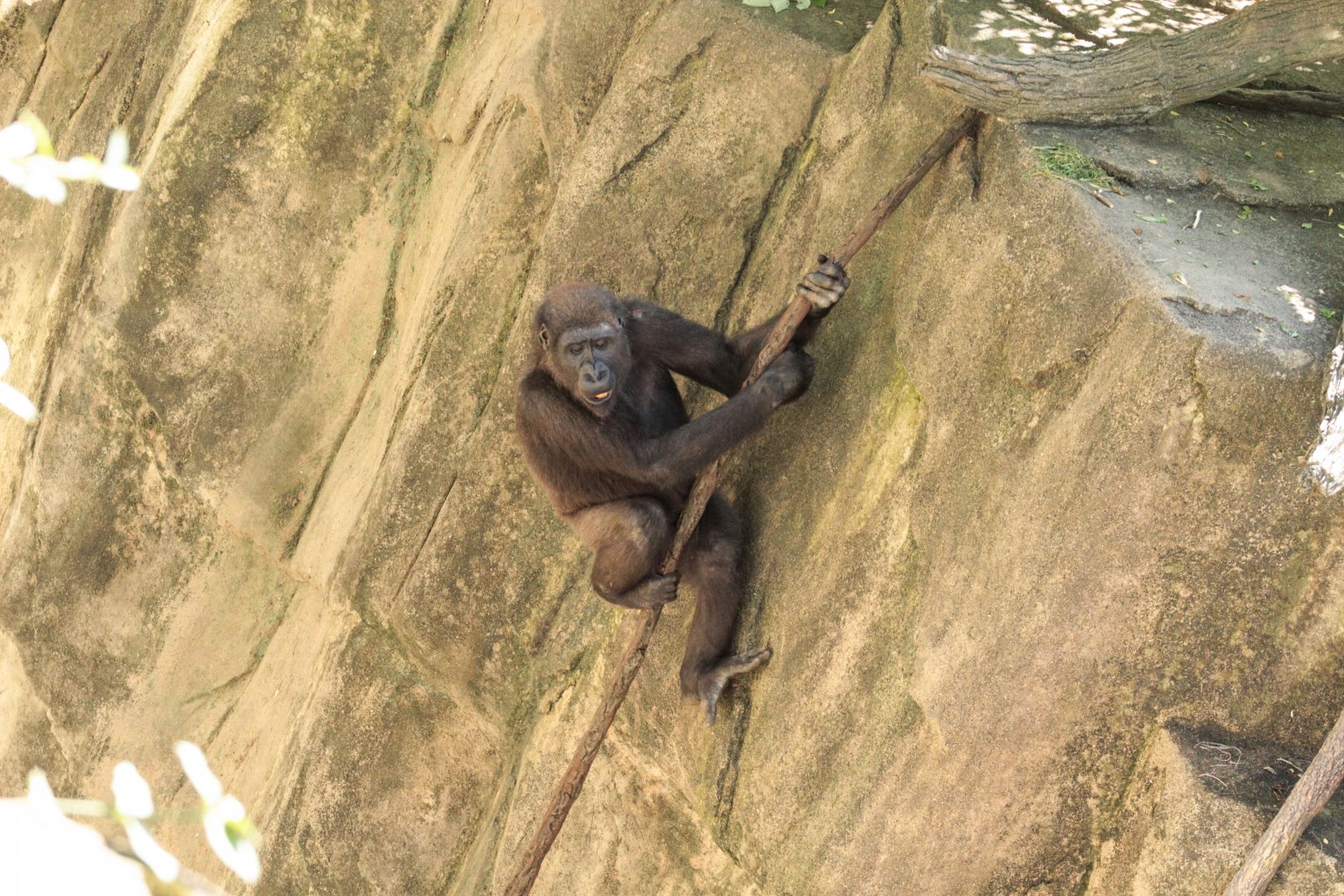 Aug. 2018 - Gorilla World - Mondika Going Down the Moat